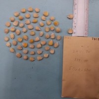 CIMMYTMA 7912 - Reference inventory.jpg