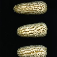 CIMMYTMA 24606 MEXI 698 TC24U-2903-200 E1.jpg