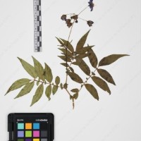 CIP 765691_RPSP 002_06.jpg