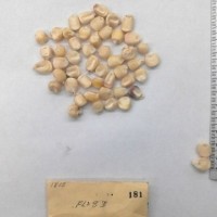 CIMMYTMA 181 - Reference Inventory.jpg