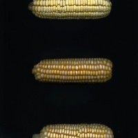 CIMMYTMA 25638 ARZM 13 140 AF18A-0903-86 E1.jpg