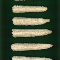 CIMMYTMA 679 VERA 44 AF18A-0903-44 C.jpg