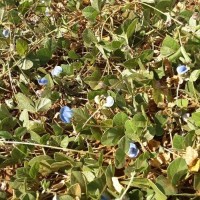 24931_Flower out of colourchart.jpg