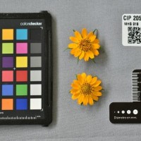 CIP 205030 (flower).jpg