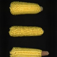 CIMMYTMA 19033 PAZM 07043 AF18A-0903-161 E1.jpg