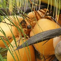 Cocos_nucifera_(fruits).jpg