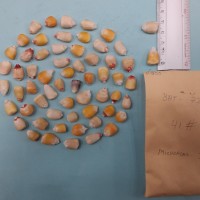 CIMMYTMA 8085 - Reference inventory.jpg