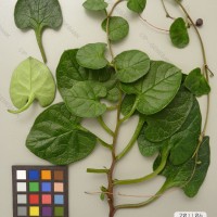 CIP 201106 Herbarium