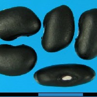 G3111 seed.jpg