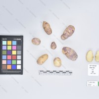 CIP 765722 (1)_T.jpg