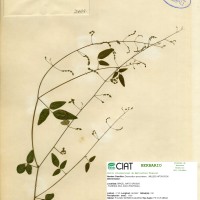 3409 herbarium