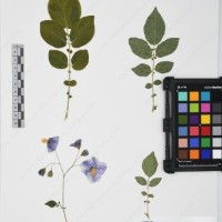 CIP 761836_OCH 13838_02.jpg