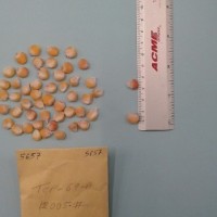 CIMMYTMA 5657 - Reference Inventory.jpg