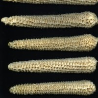 CIMMYTMA 27422 CHIS 836 TC19U-2903-35 C0 _Ready.jpg