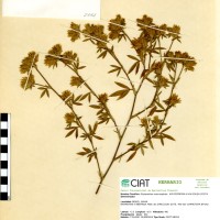2061 herbarium
