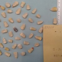 CIMMYTMA 5776 - Reference Inventory.jpg