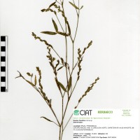 8335 herbarium