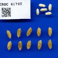 IRGC 61795 Seed Photo