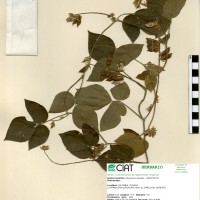 17582 herbarium
