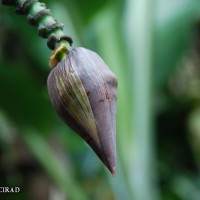 6.4.15 - Male bud shape