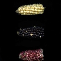 CIMMYTMA 8215 ECUA 477 TC18U-2903-22 E1.jpg