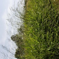 Urochloa brizantha 13386 (full plant).JPG