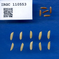 IRGC 110553 Seed Photo