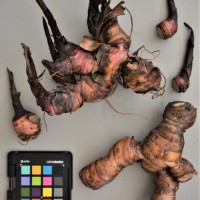 CIP 206002 (rhizome).JPG