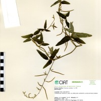 17818 herbarium