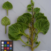 CIP 201041 Herbarium