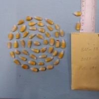 CIMMYTMA 7706 - Reference inventory.jpg