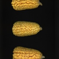 CIMMYTMA 7483 BRAZ 1173 AF22A-0903-120 E1_compress.jpg