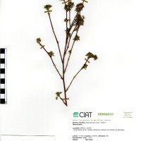11629 herbarium