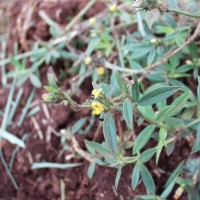 Stylosanthes guianensis 11826 flower.JPG