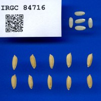 IRGC 84716 Seed Photo