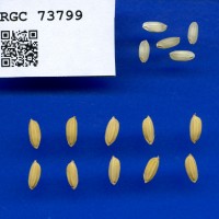 IRGC 73799 Seed Photo