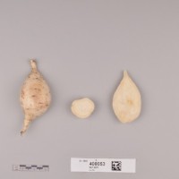 CIP 400053 (root).jpg