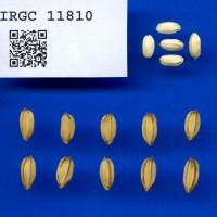 IRGC 11810 Seed Photo