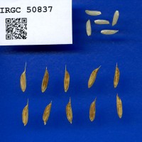 IRGC 50837 Seed Photo