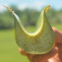 6.3.3 - Petiole canal leaf III