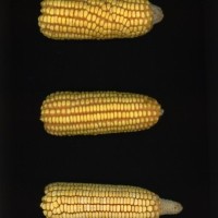 CIMMYTMA 1678 CUBA 76 AF21A 0903 43 E11140 _compress.jpg