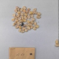 CIMMYTMA 36 - Reference Inventory.jpg