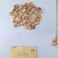 CIMMYTMA 171 - Reference Inventory.jpg