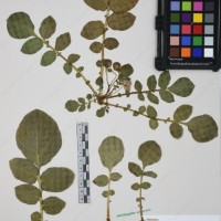 CIP 761297_OCH 11842_02.jpg