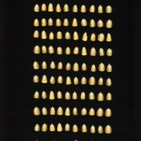 CIMMYTMA 21440 PAZM 04025 AF23A-0903-98 K.jpg