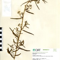 18484 herbarium