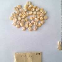 CIMMYTMA 317 - Reference Inventory.jpg