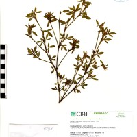 10968 herbarium
