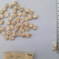 CIMMYTMA 386 - Reference Inventory.jpg