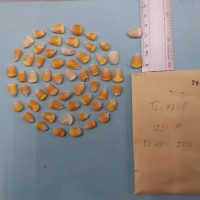 CIMMYTMA 7831 - Reference inventory.jpg